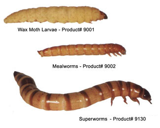 Bug Treats