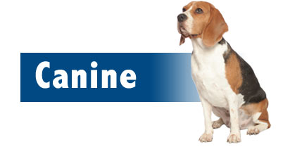 Canine