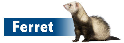 Ferret