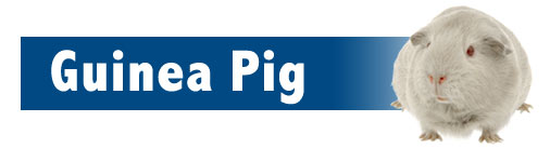 Guinea Pig