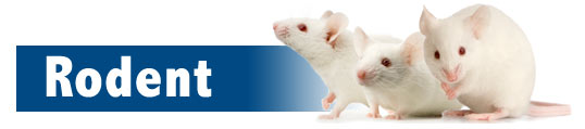 Bio-Serv: Rodent