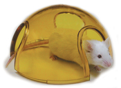 Mouse Igloo