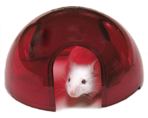Mouse Igloo