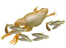 Aquatics and Reptiles