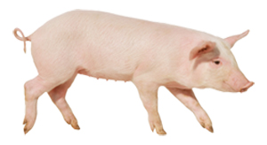 Swine